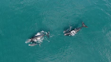 antena ballena franca austral bebés y madres jugando en la superficie del océano