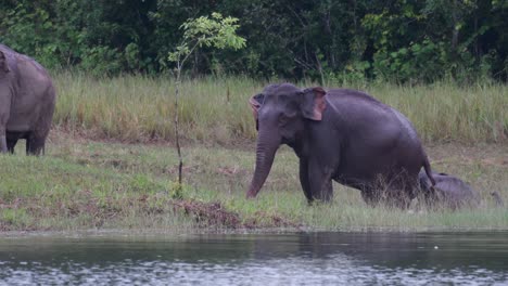 los elefantes asiáticos están en peligro y esta manada se divierte jugando y bañándose en un lago en el parque nacional khao yai