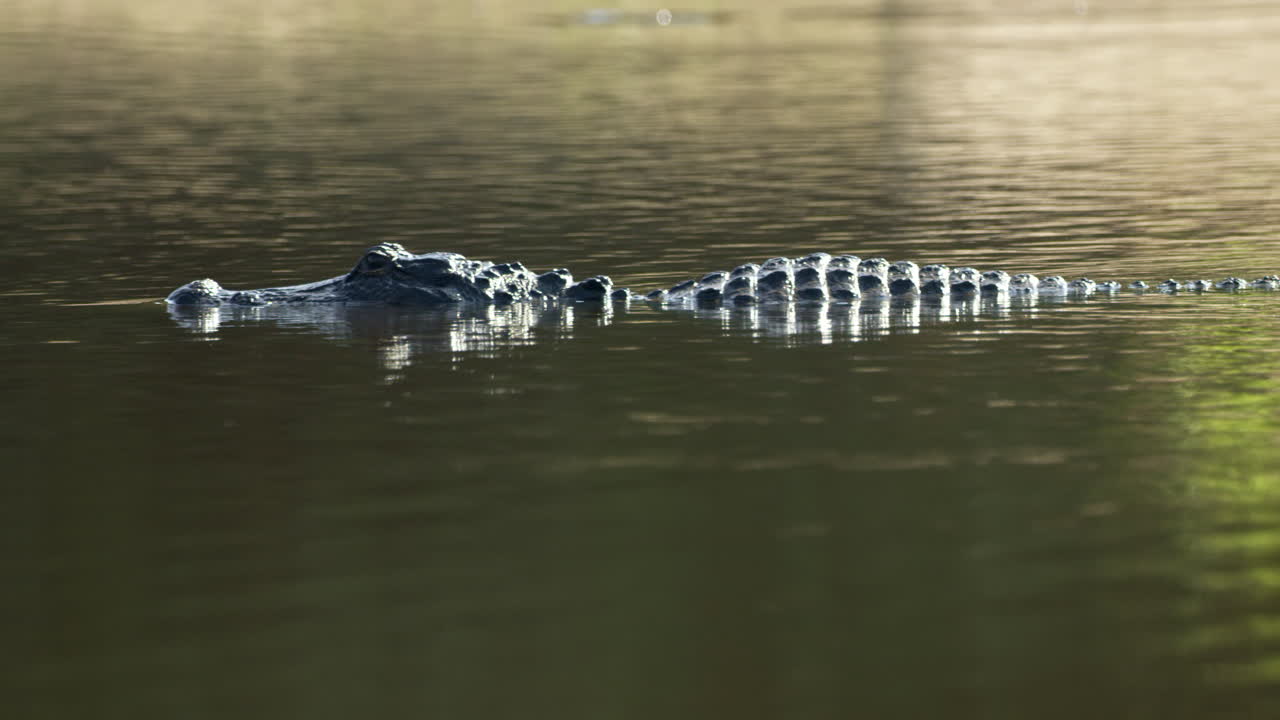 Alligator slowly glides through dark water.