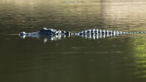 alligator slowly glides through dark water.
