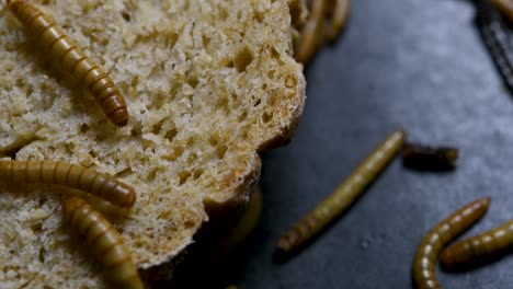 the mealworm is a species of darkling beetle used to feed pets like fish, snakes, birds, and frogs