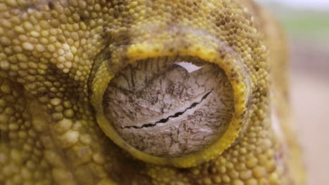 Globo-Ocular-Macro-De-Gecko-De-Nueva-Caledonia