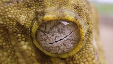 globo ocular macro de gecko de nueva caledonia