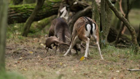 two stags fighting in the forest