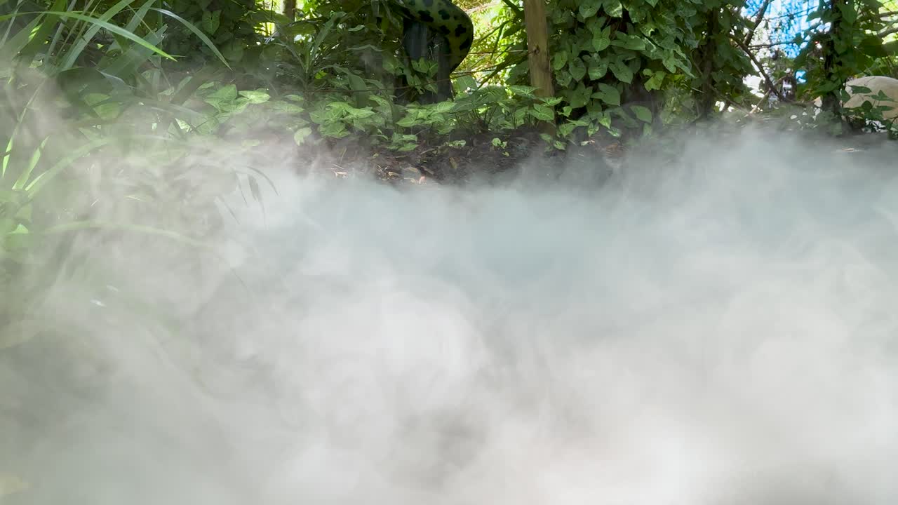 Dense mist drifts through vibrant green vegetation in a tranquil Australian park setting