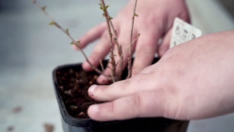 cultiver la saleté avec les mains d'une nouvelle plante de brousse, à l'intérieur du bâtiment, gros plan