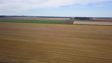 Luftaufnahme-Einer-Großen-Herde-Von-Kranichen-,-Die-über-Die-Landwirtschaftlichen-Felder-Fliegen,-Wildtiere,-Vogelzug-Im-Herbst,-Bewölkter-Herbsttag,-Weitwinkel-Tracking-Drohne,-Die-Sich-Nach-Rechts-Bewegt