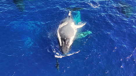 drone shot of humpback whale and calf swimming in blue ocean water