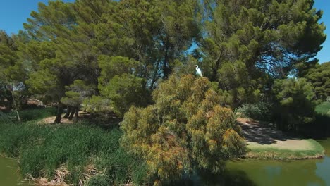 A-a-beautiful,-adult,-white-Snowy-Egret-perched-on-a-tree-looks-over-a-pond---aerial-view