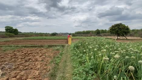 a woman in yellow salwar suit is walking in a agricultural field with orange and green color on both sides in a cloudy day