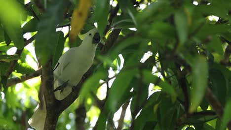 bird navigating through dense tree leaves