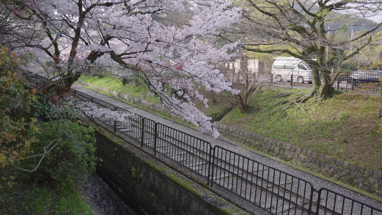 árbol de sakura sobre el ferrocarril inclinado keage, primavera temprana en kyoto japón