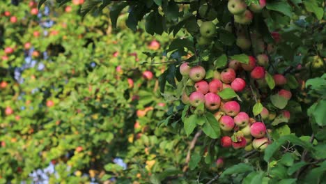 Abundance of red delicious apples on the branches