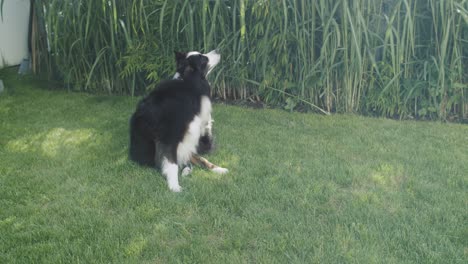 un pastore australiano si siede in giardino e si gratta