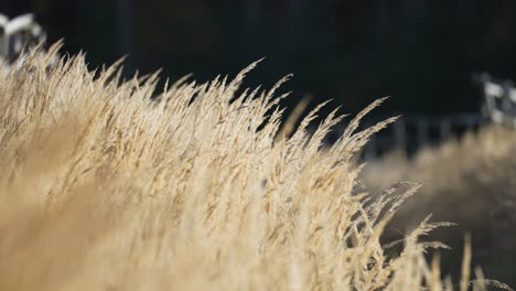 a close-up view of dry grass ears, their ethereal presence illuminated against a hazy, blurred environment