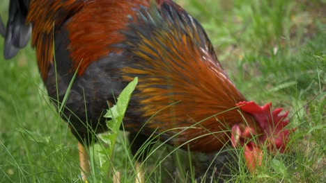 close up of european rooster in 4k - handheld static shot