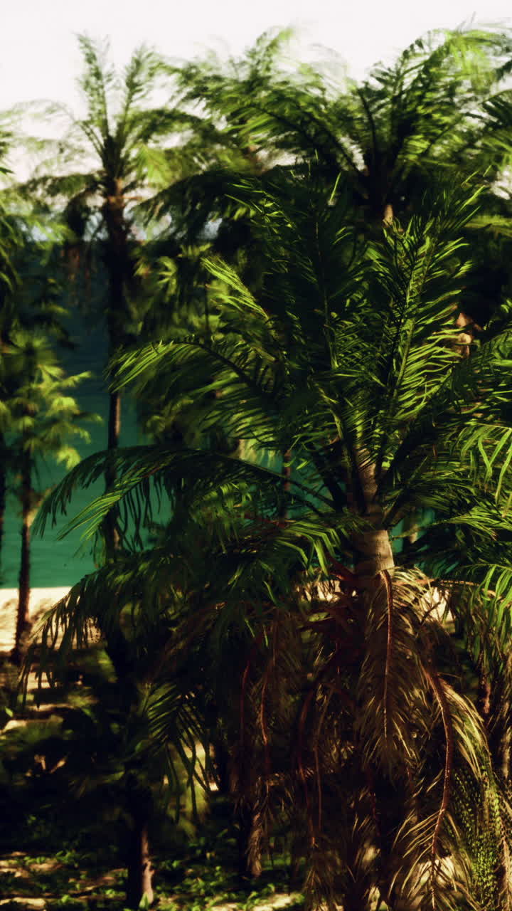 Palmeras en una playa tropical