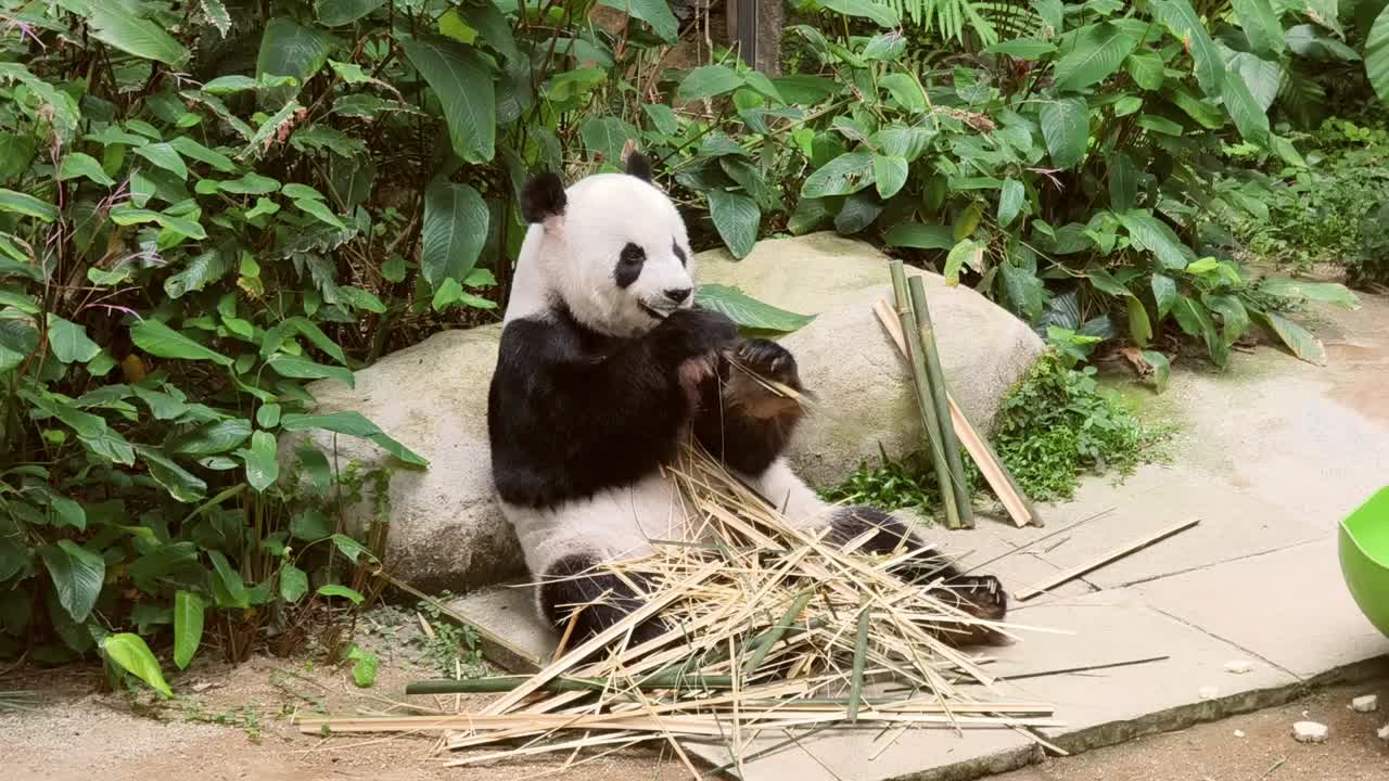 panda comiendo bambú