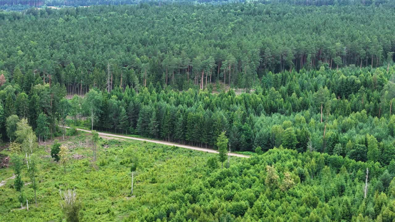 Green vibrant forest and dirt road, aerial drone view