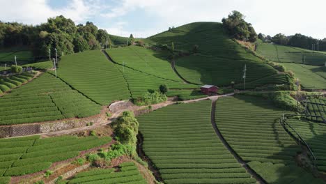 kyoto tea region aerial shot: stunning panoramic views of japanese uji tea farms