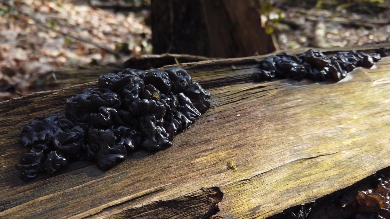 Waldpilze auf einem Baumstamm. Exidia ist eine Pilzgattung aus der Familie der Auriculariaceae.
