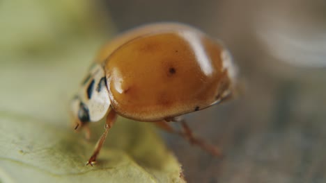 macro shot of a spotless lady beetle walking over a leaf