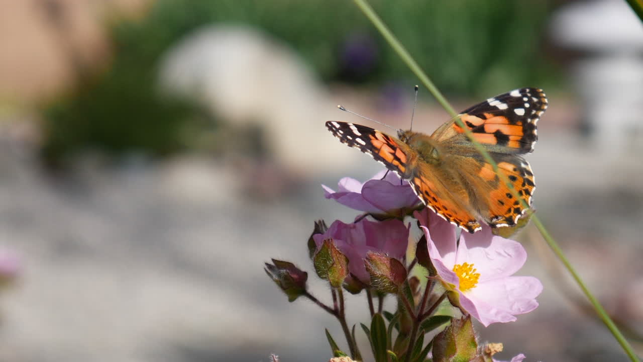 Una farfalla Vanessa cardui arancione che si nutre di nettare e raccoglie polline su fiori selvatici rosa in un giardino