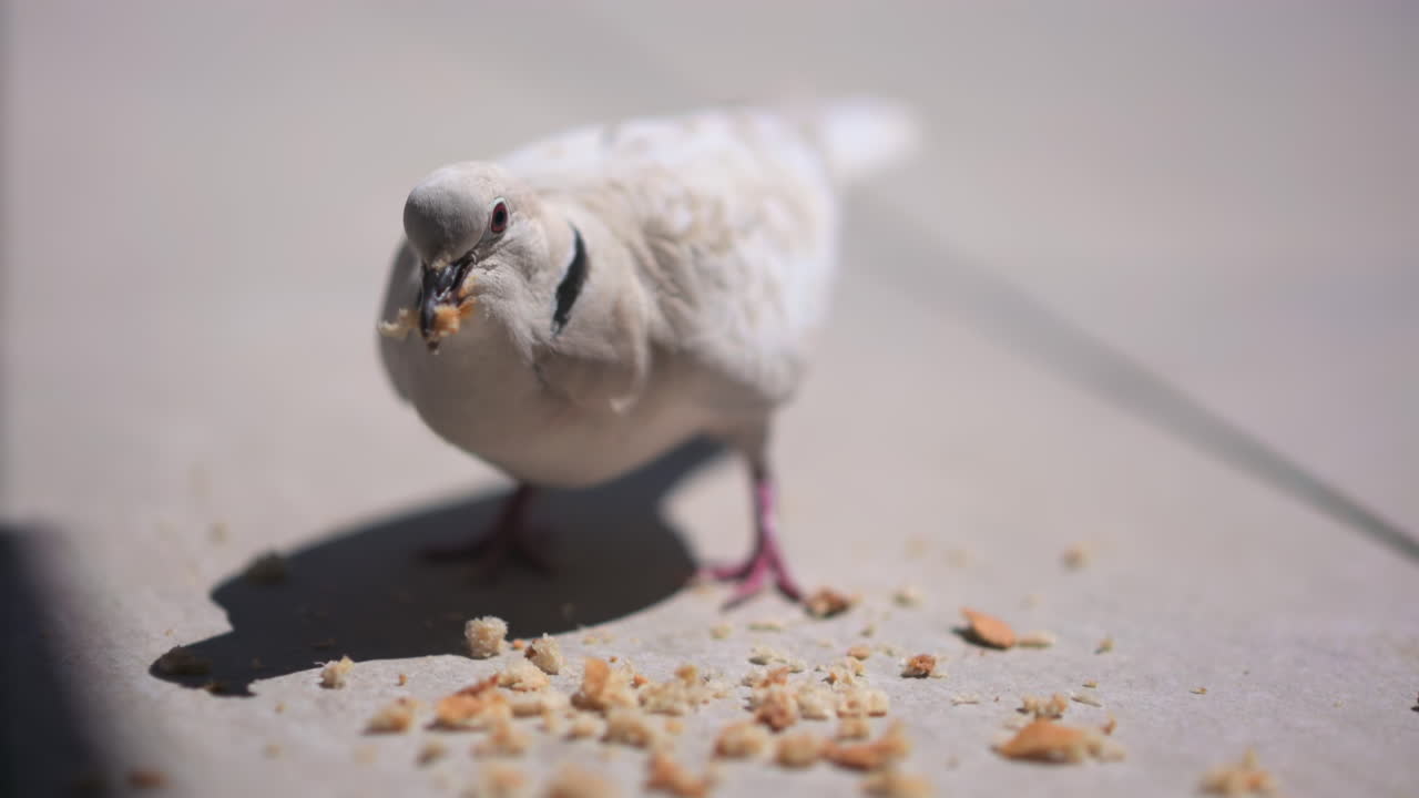 Close up of a white pigeon pecking on crumbs on the street