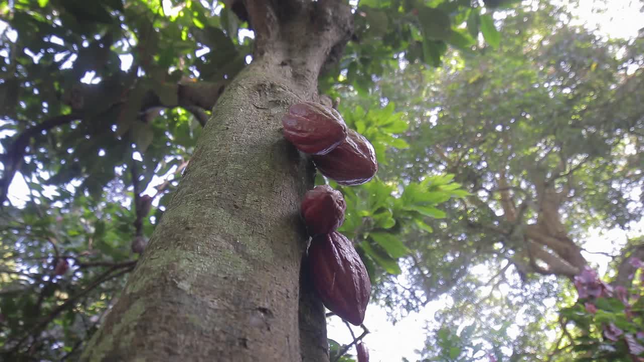 Group of red cocoa fruits hanging from a tree