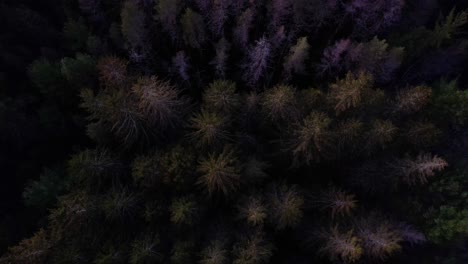 aerial, top-down drone footage of a beautiful, dark pine forest after sunset