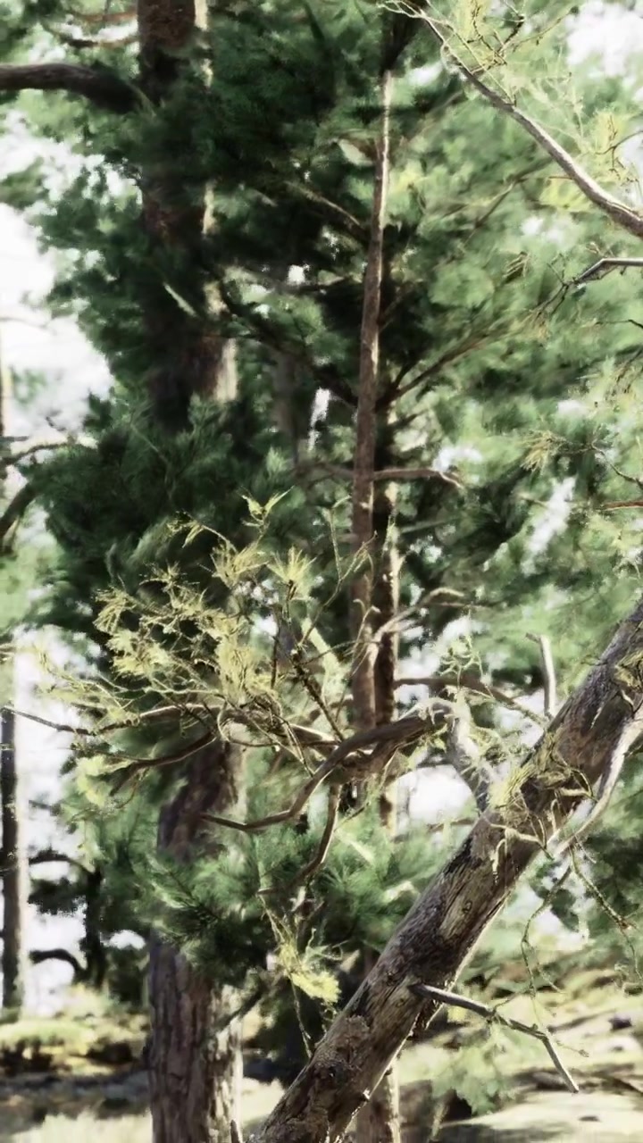 Alberi alti si ergono in una foresta con foglie verdi e rami sotto la luce del sole.