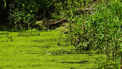 Muchas-Ranas-Saltan-En-Un-Vibrante-Estanque-Verde-De-Lenteja-De-Agua,-Tiro-Estático