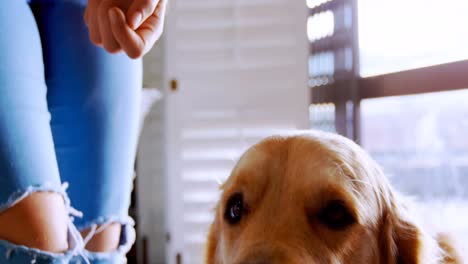 Mid-section-of-a-woman-playing-with-her-dogs-at-home