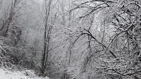 snowstorm in the forest, in high resolution details like branches and leaves getting covered in snow