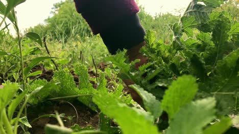 hand pulling fresh green vegetable from garden
