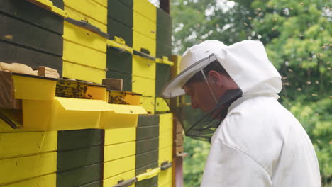 Beekeeper-surrounded-by-a-bee-swarm,-checking-the-hive,-handheld-shot