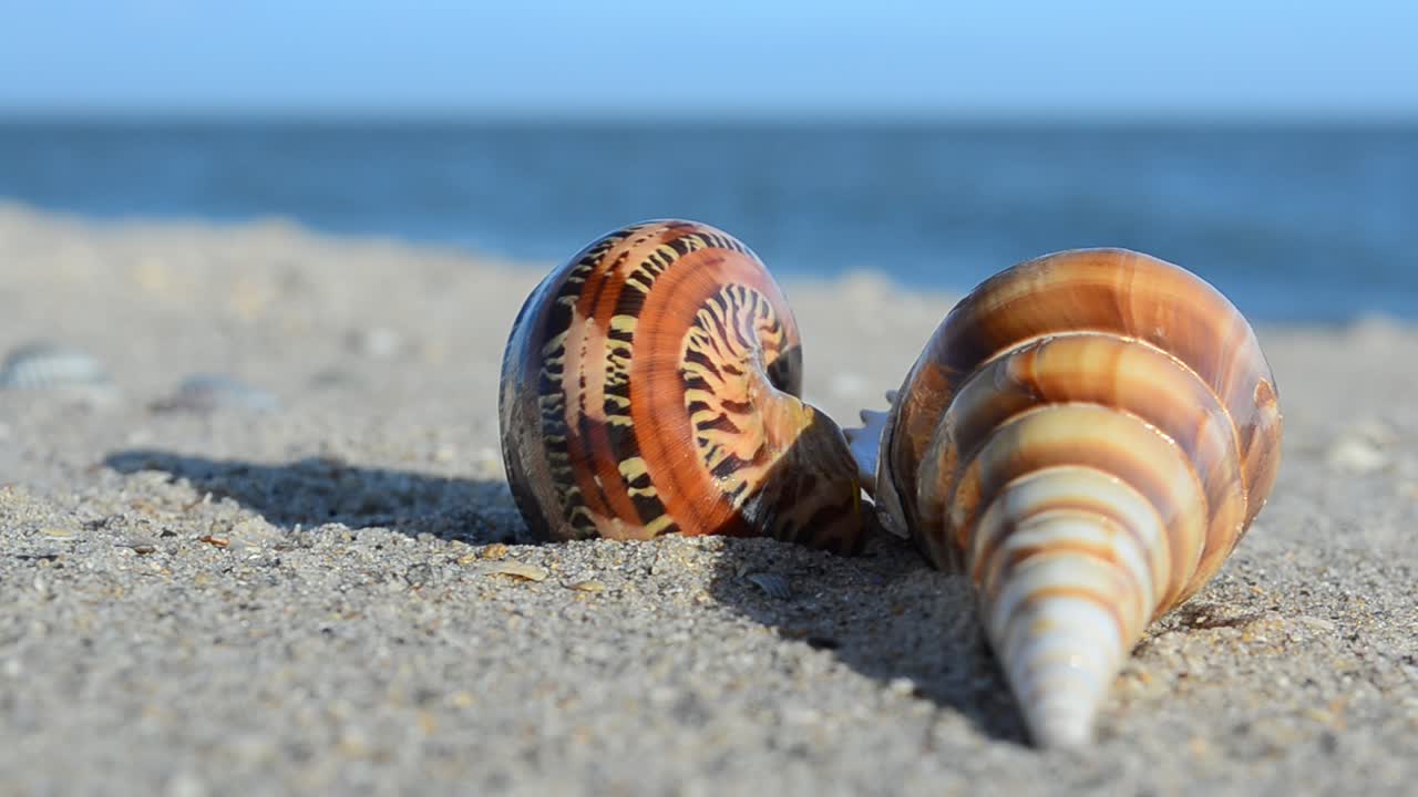 Conchas de berberecho sobre la arena con las olas de fondo. Grabación en la playa