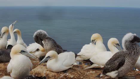 flock of gannet birds on coastline of amrum island, close up static view