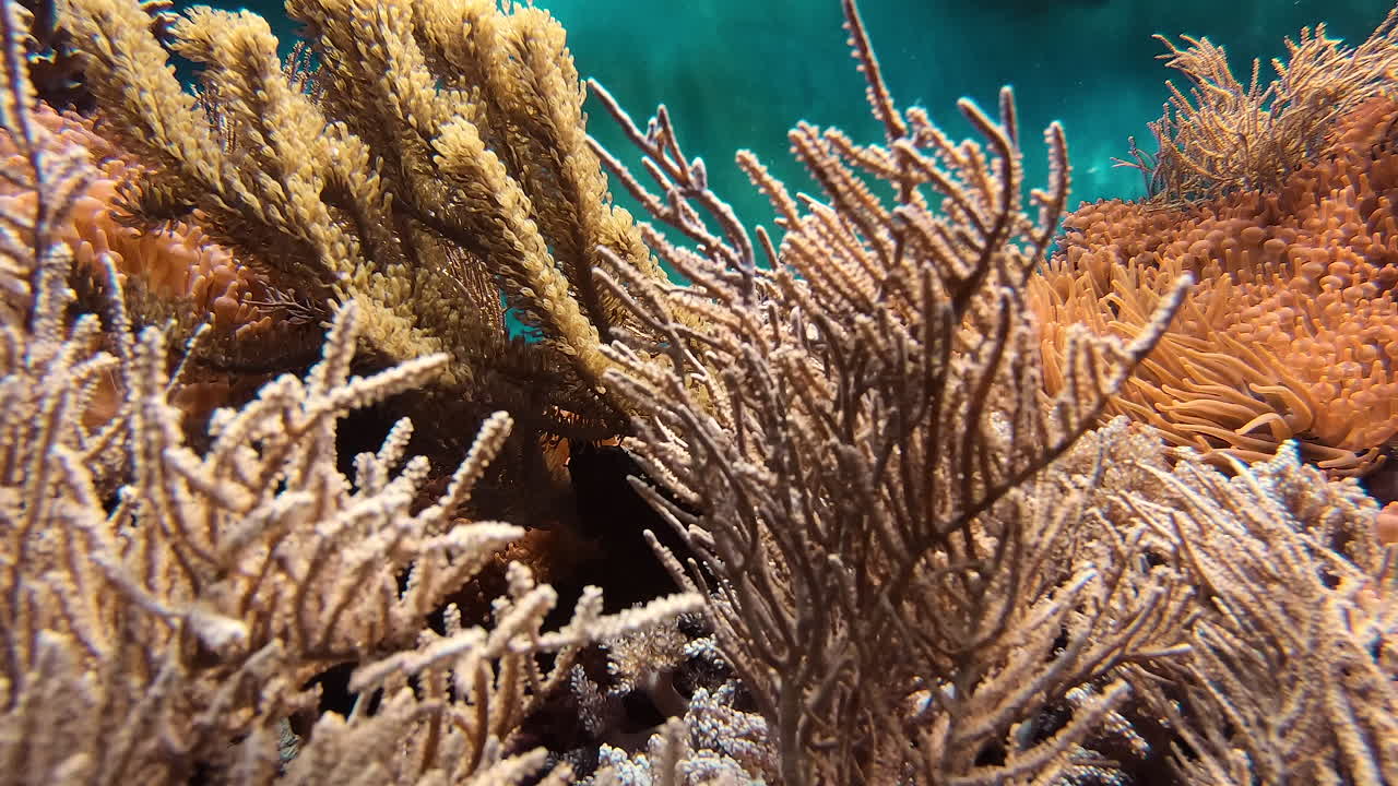 hermosos corales