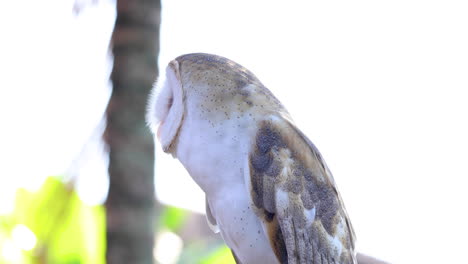 Owl-Looking-Around-and-Adjusting-Itself----Static-Shot