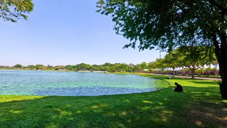 serene pond view with lush greenery and trees