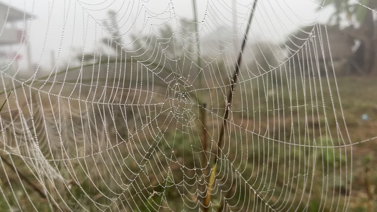 Spider webs filled with water in the early morning fog.