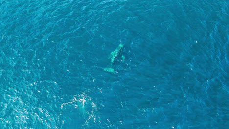 El-Dron-Captura-Una-Impresionante-Vista-Desde-Arriba-De-Una-Ballena-Jorobada-Nadando-Con-Gracia-En-Las-Aguas-Del-Océano,-Ofreciendo-Una-Perspectiva-única-Y-Fascinante.