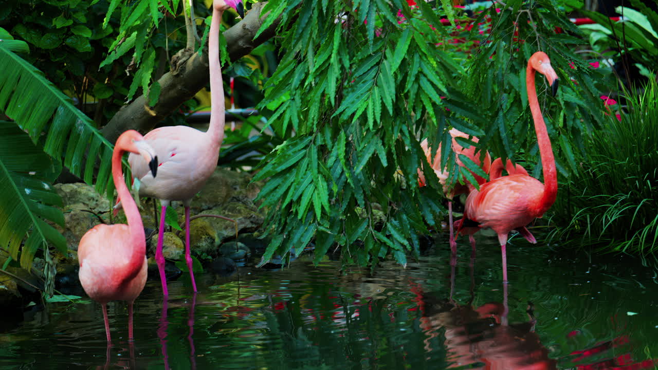 Close up of beautiful, pink flamingos standing in water at a zoo