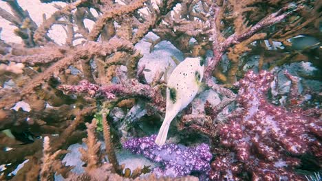 Toma-Pacífica-En-Cámara-Lenta-Del-Famoso-Pez-Globo-Fantasma-Navegando-Suavemente-A-Través-Del-Hábitat-De-Coral-Protector-Cerca-De-Lipe,-Tailandia