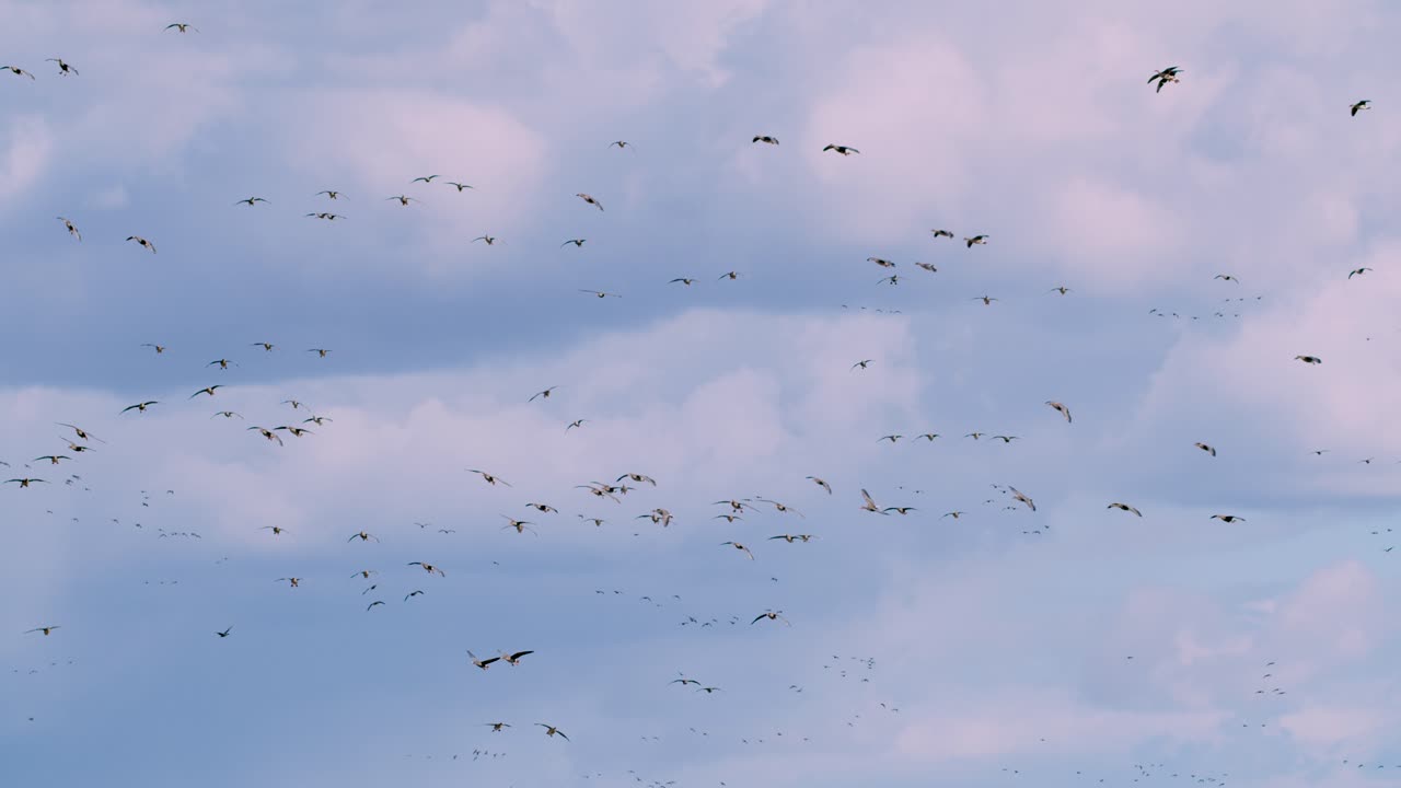 큰 거위 무리 수천 마리의 새가 이동 중에 초원에 착륙하고 있습니다.