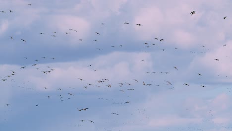 gran bandada de gansos miles de pájaros aterrizan en praderas en migración