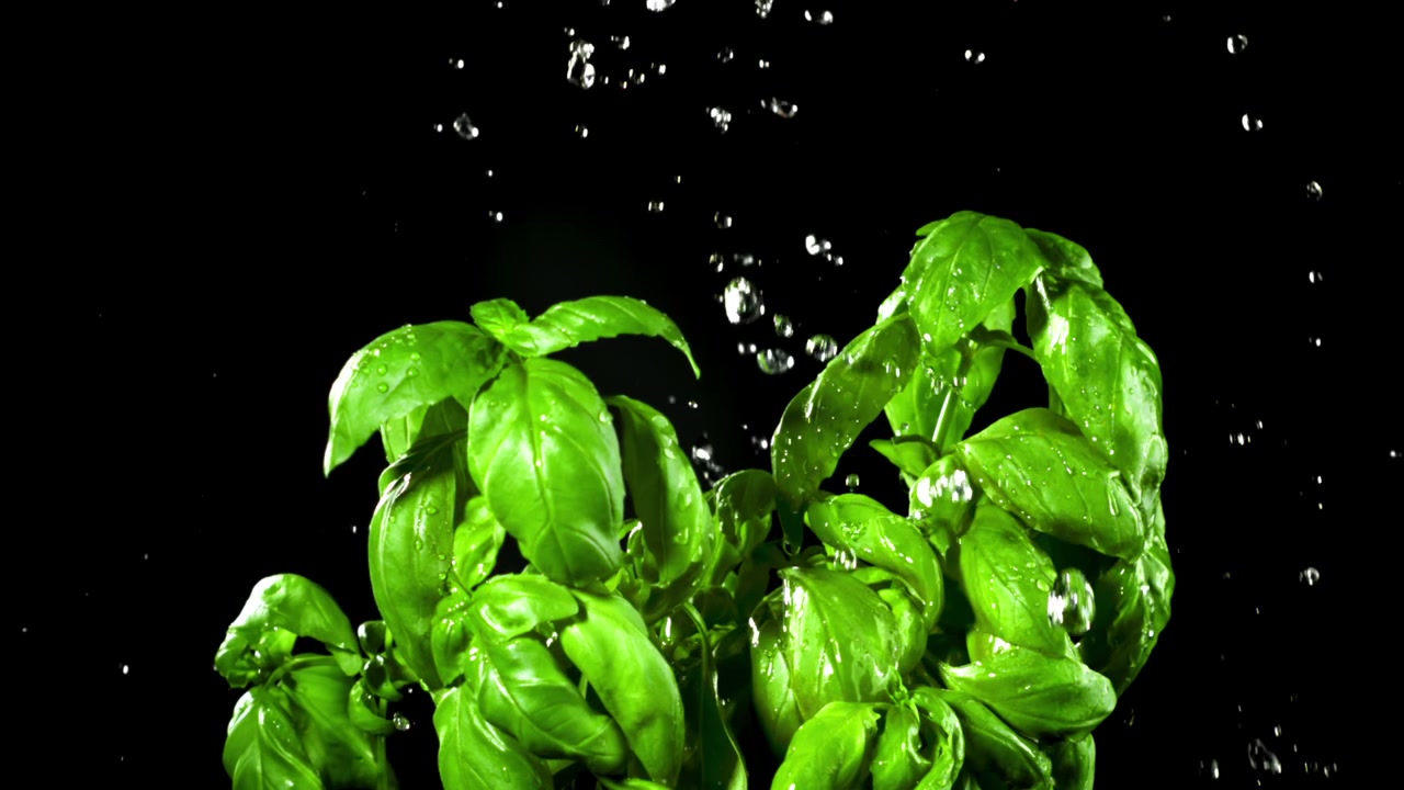 Goccioline d'acqua che cadono su basilico verde fresco al rallentatore