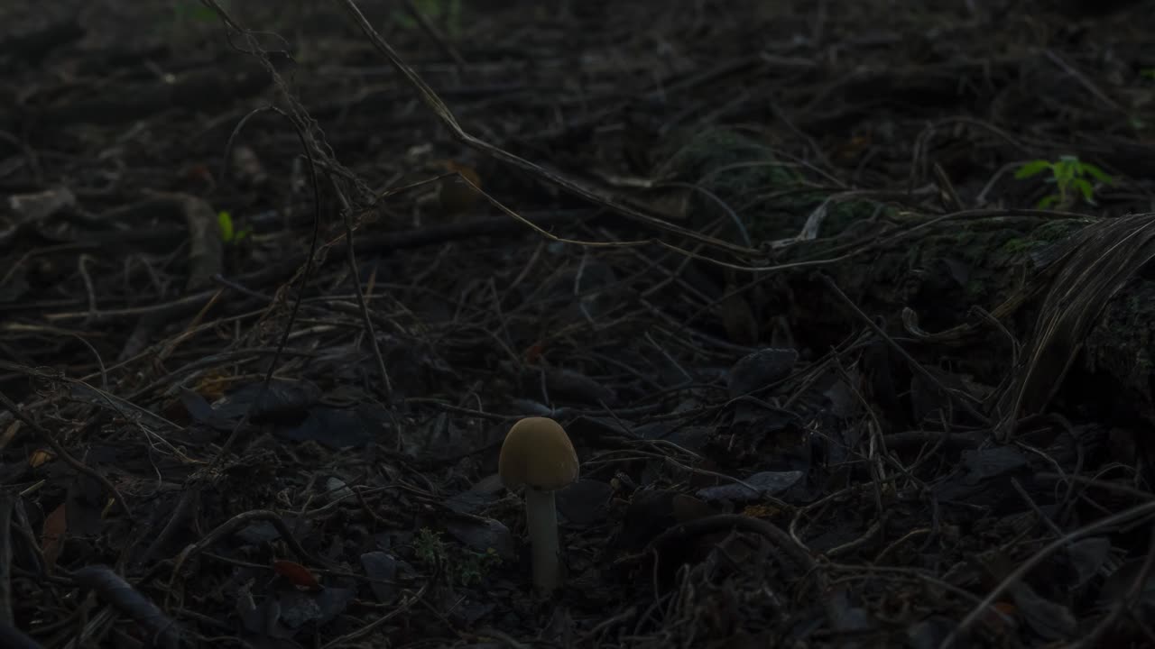 lapso de tiempo de un hongo del bosque que crece lentamente mientras pasan un par de orugas