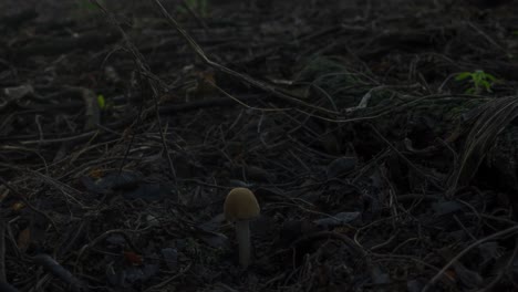 Time-lapse-of-a-forest-mushroom-slowly-growing-while-a-couple-caterpillars-pass-by